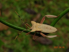 Prionolomia gigas