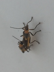 Belotus bicolor