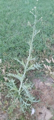 Launaea mucronata