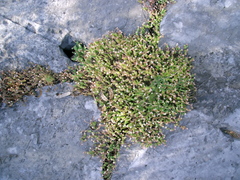 Sedum potosinum