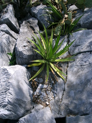 Agave univittata