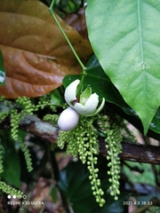 Erythropalum scandens