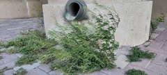 Sisymbrium irio
