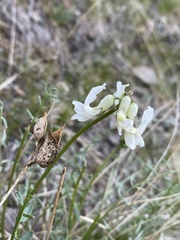 Astragalus reventiformis