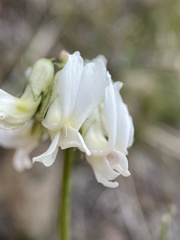 Astragalus reventiformis