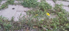 Senecio glaucus