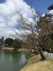 Liquidambar formosana