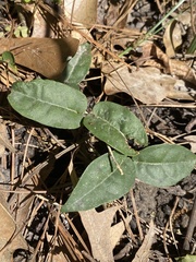 Bignonia