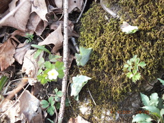 Asarum canadense