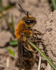 Andrena dunningi