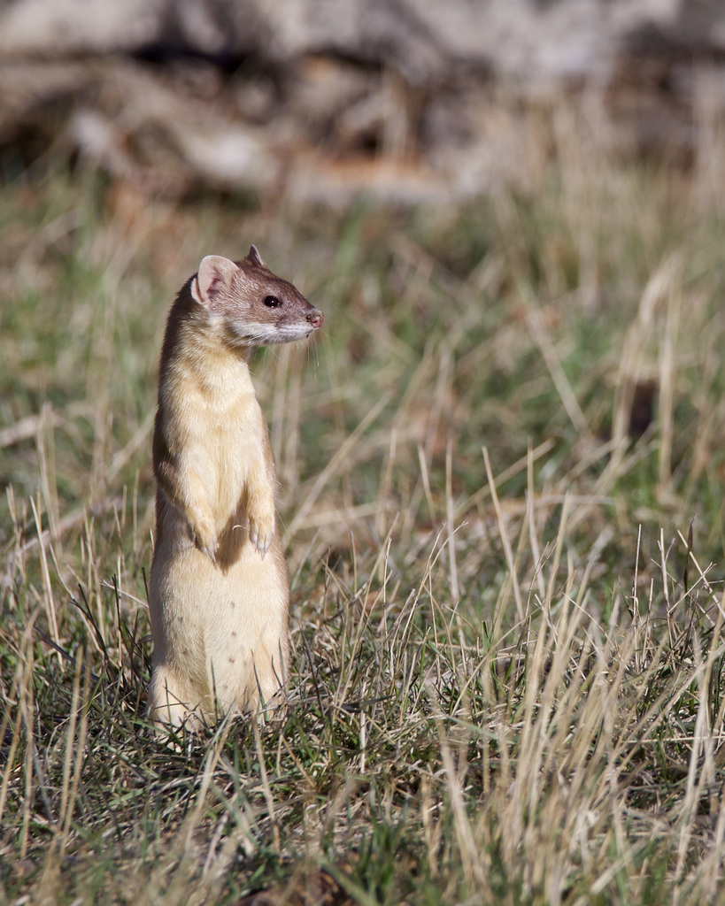 Longtailed Weasel from South Lethbridge, Lethbridge, AB, Canada on