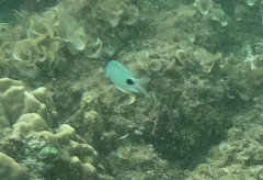Abudefduf sparoides