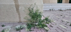 Sisymbrium irio