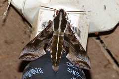 Hippotion brunnea