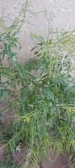 Sisymbrium irio