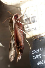 Hippotion brunnea