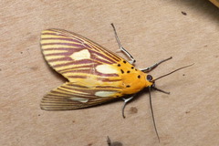 Asota orbona