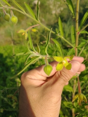 Ludwigia bonariensis
