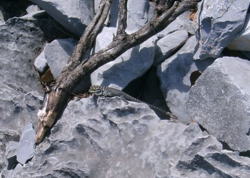 Northern Blue Mountain Lizard