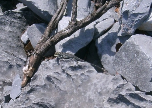 Northern Blue Mountain Lizard