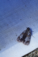 Authomaema pentacosma