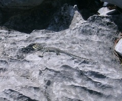 Sceloporus minor cyaneus