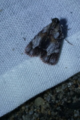 Authomaema pentacosma