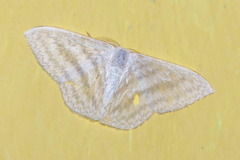 Argodrepana verticata