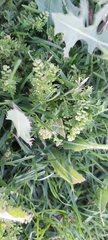 Lepidium didymum