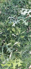 Lepidium didymum