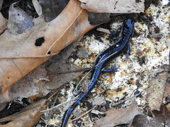 Plethodon chattahoochee