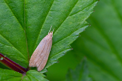 Helcystogramma rufescens
