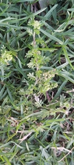 Lepidium didymum