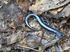 Plethodon chattahoochee