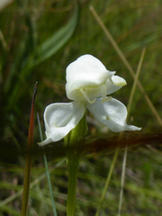 Disperis wealei