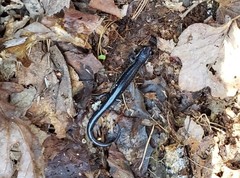 Plethodon chattahoochee