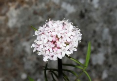 Valeriana italica