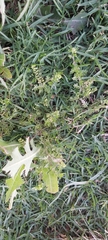 Lepidium didymum