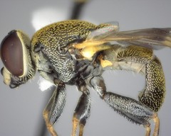 Myolepta strigilata