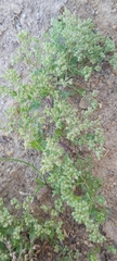 Polycarpon tetraphyllum
