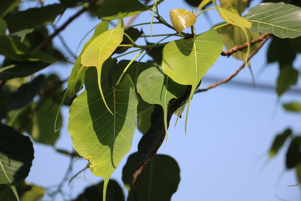 Ficus religiosa — an easy houseplant, prefers full sun light