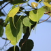 Ficus religiosa - Photo (c) Hua Wan, μερικά δικαιώματα διατηρούνται (CC BY-NC), uploaded by Hua Wan