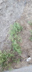 Polycarpon tetraphyllum