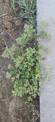Polycarpon tetraphyllum