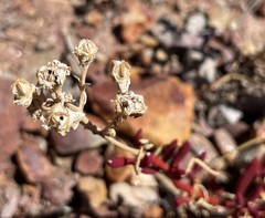 Mesembryanthemum longistylum