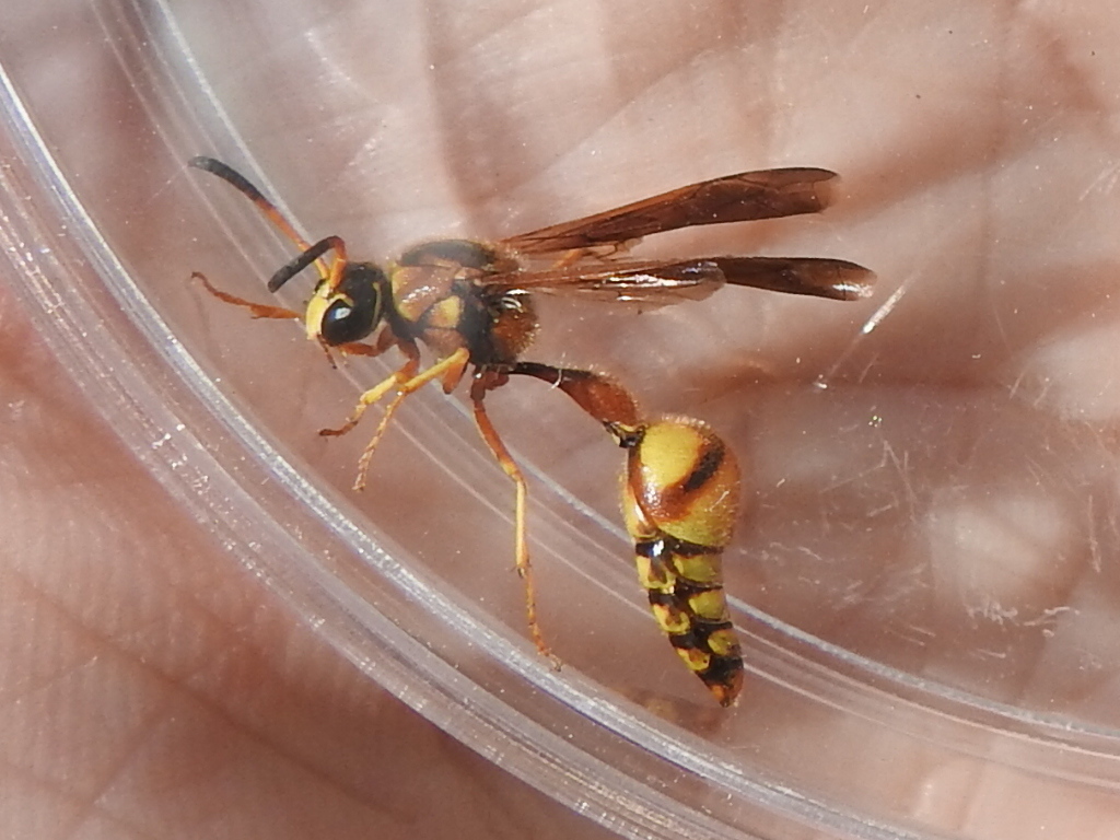 Boll's Potter Wasp