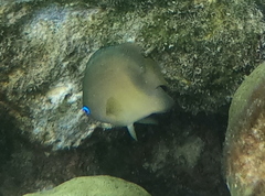 Plectroglyphidodon johnstonianus