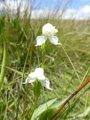Disperis wealei