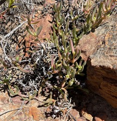 Ruschia diversifolia