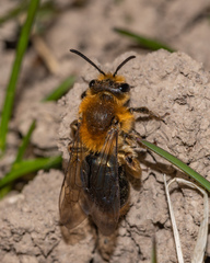 Andrena dunningi